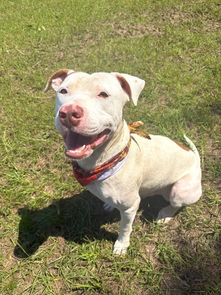 An adult large-sized male White / Cream Mixed Breed dog named Baby boy for adoption in Winnsboro, SC