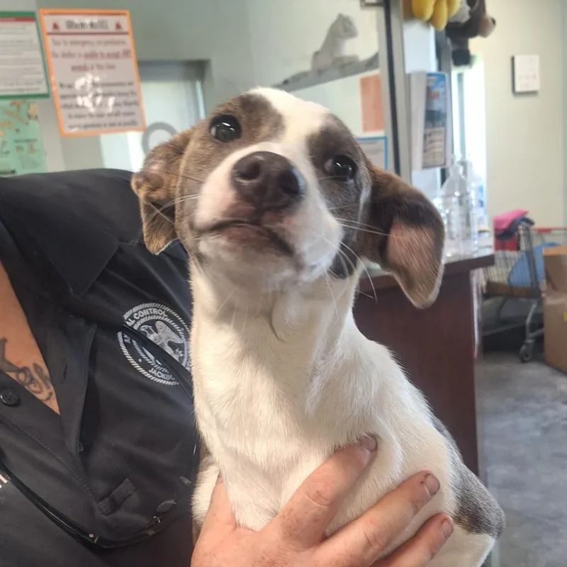 A baby medium-sized female Pit Bull Terrier dog named Trixi for adoption in Gautier, MS