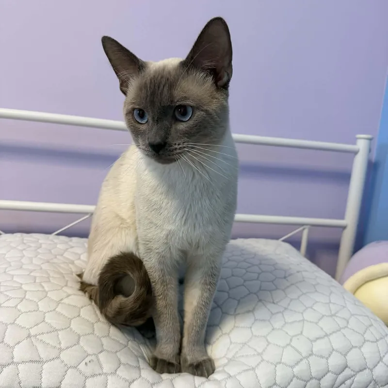 A young medium-sized male Blue Point Siamese cat named Frank for adoption in Fairborn, OH