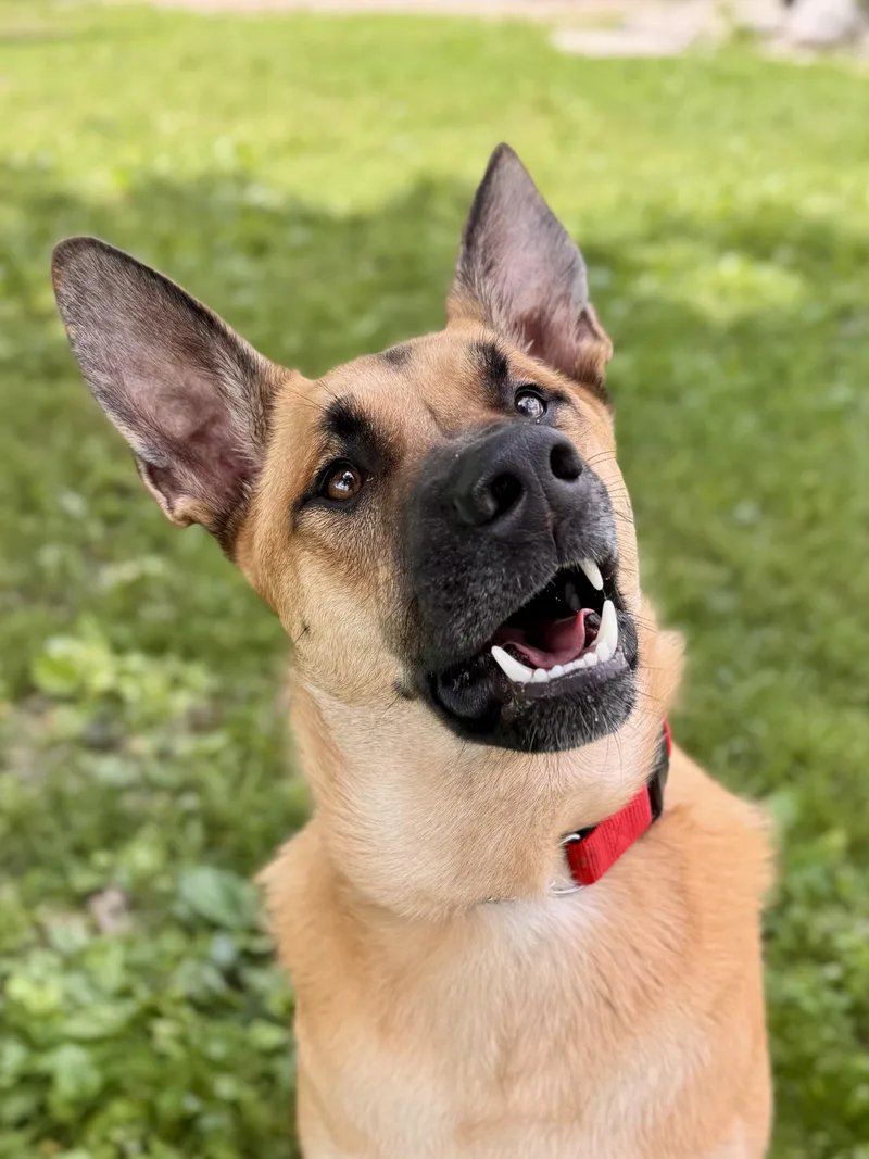 Rex