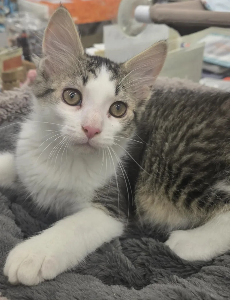 A baby medium-sized male Tabby (Brown / Chocolate) Tabby cat named Pepper for adoption in Warren, OH