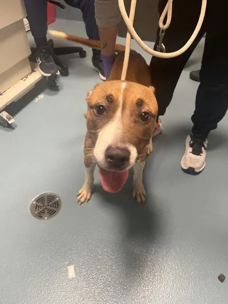 An adult medium-sized female Mixed Breed dog named Nellie for adoption in Ridgewood, NY