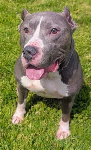 An adult medium-sized male American Staffordshire Terrier dog named Spudz for adoption in Akron, OH