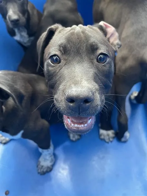A baby large-sized male Mixed Breed dog named Elliot for adoption in Dallas, TX