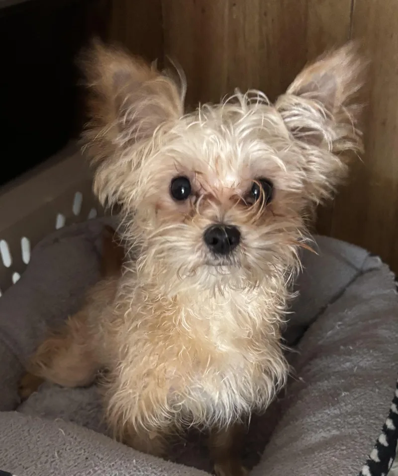 A young small-sized male Yorkshire Terrier dog named Otto for adoption in Overland Park, KS