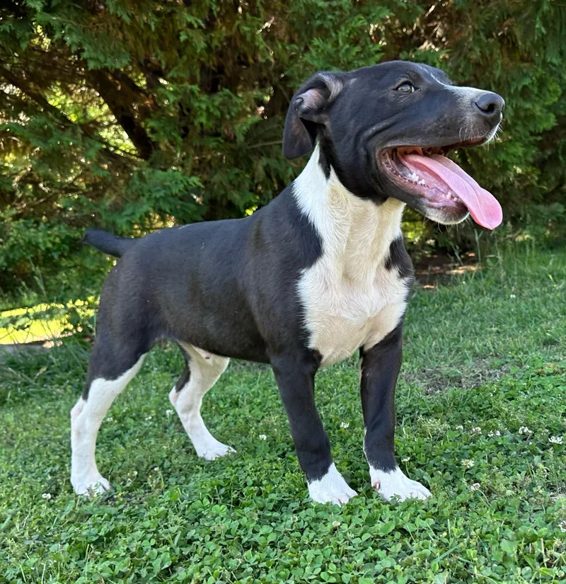 A baby medium-sized male Black Pointer dog named Pop Cereal for adoption in Andover, MA