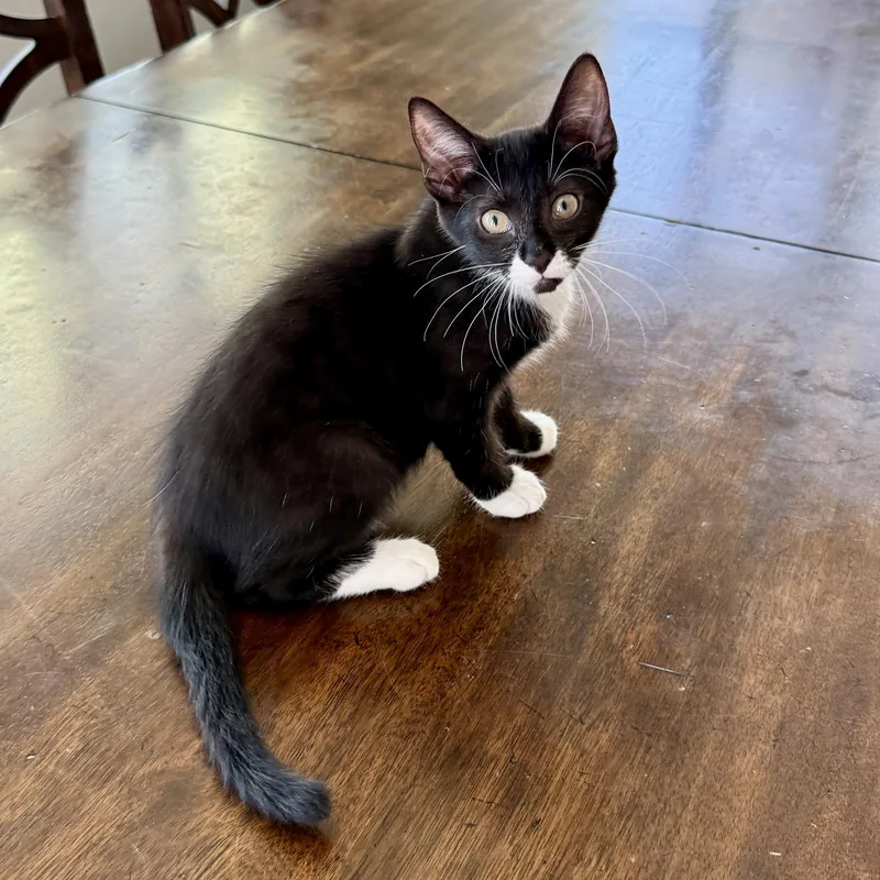 A baby medium-sized male Black & White / Tuxedo Domestic Short Hair cat named Russian Dressing for adoption in Richmond, VA