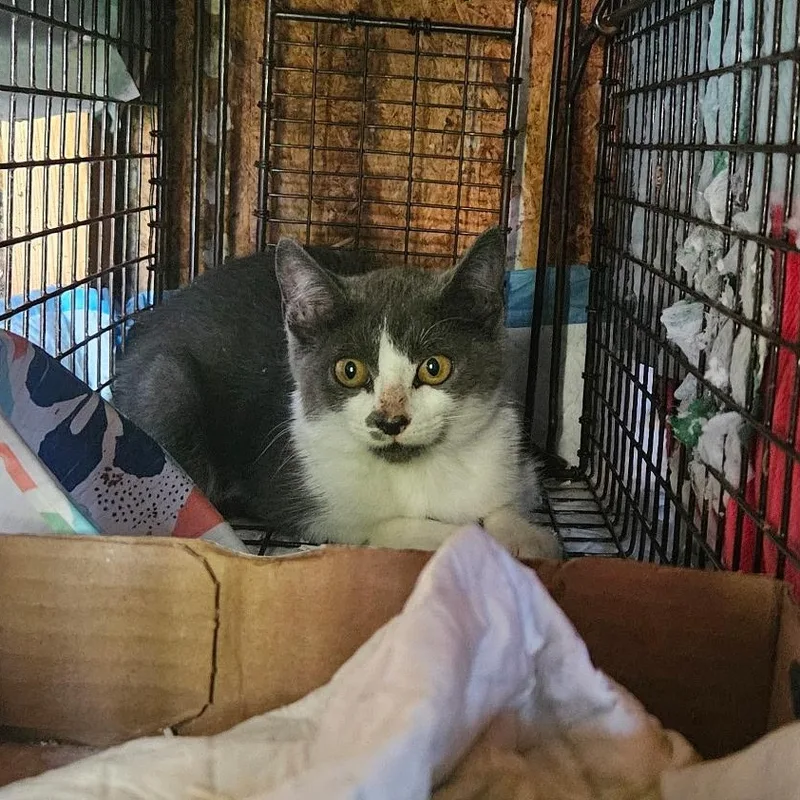 A baby medium-sized female Domestic Short Hair cat named Tammy Coming In for adoption in Clifton, NJ