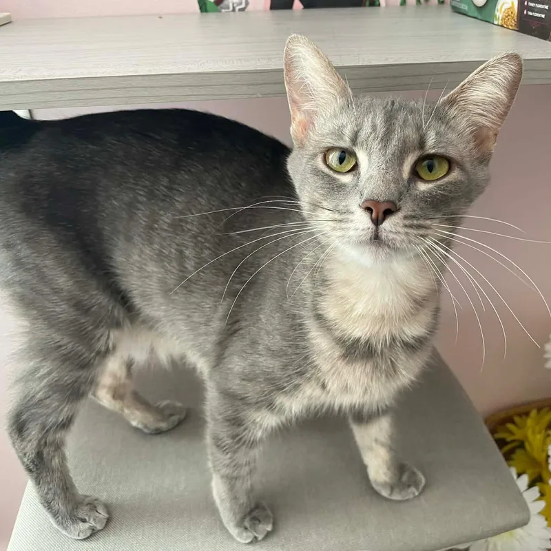 A baby medium-sized female Tabby (Gray / Blue / Silver) Domestic Short Hair cat named Gracie for adoption in Johnson City, TN