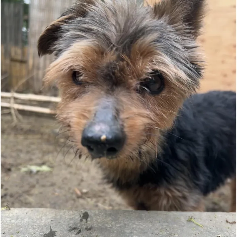 A senior small-sized male Brown / Chocolate Yorkshire Terrier dog named Link for adoption in West Chester, PA