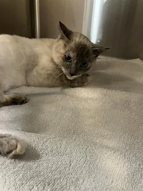 A young medium-sized female Domestic Short Hair cat named June for adoption in Long Beach, CA