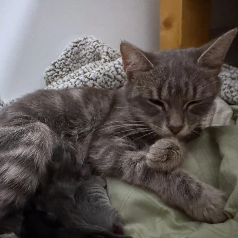 An adult medium-sized female Gray / Blue / Silver Domestic Short Hair cat named Mama Gummybear for adoption in Charlottesville, VA