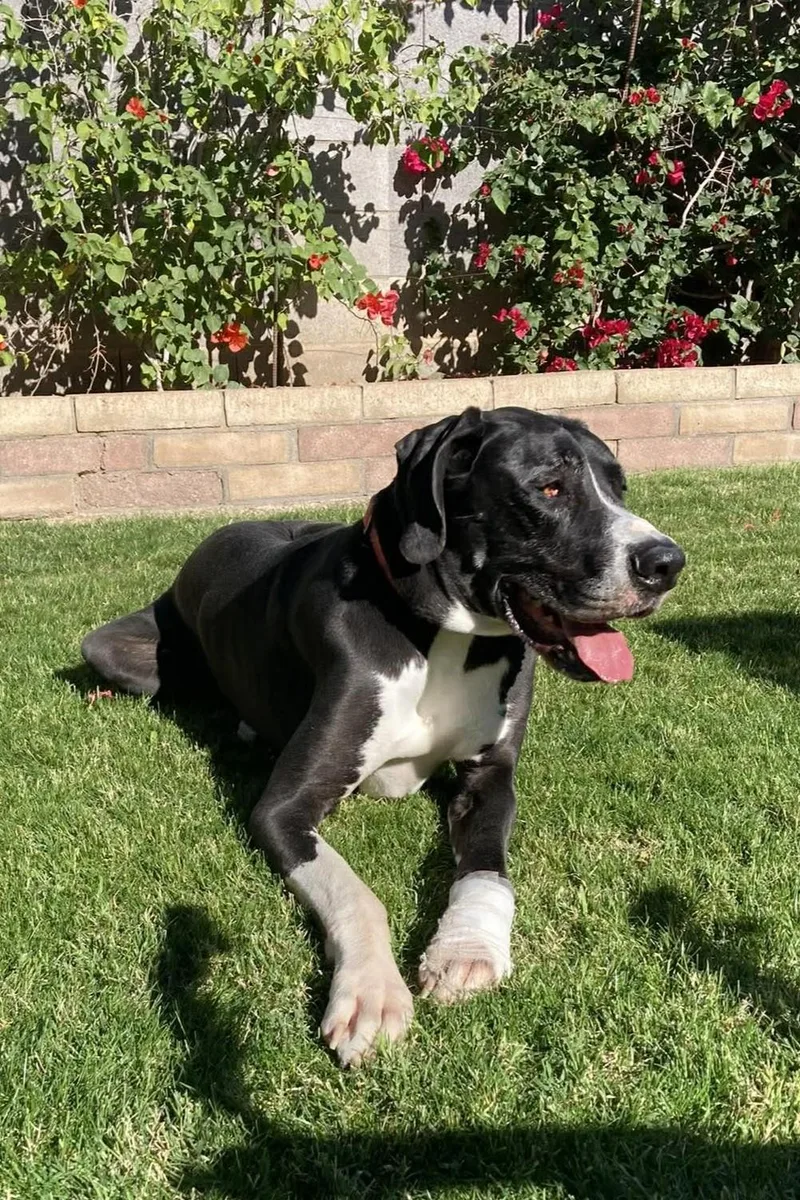 An adult extra large-sized male Great Dane dog named Yuma for adoption in Mesa, AZ