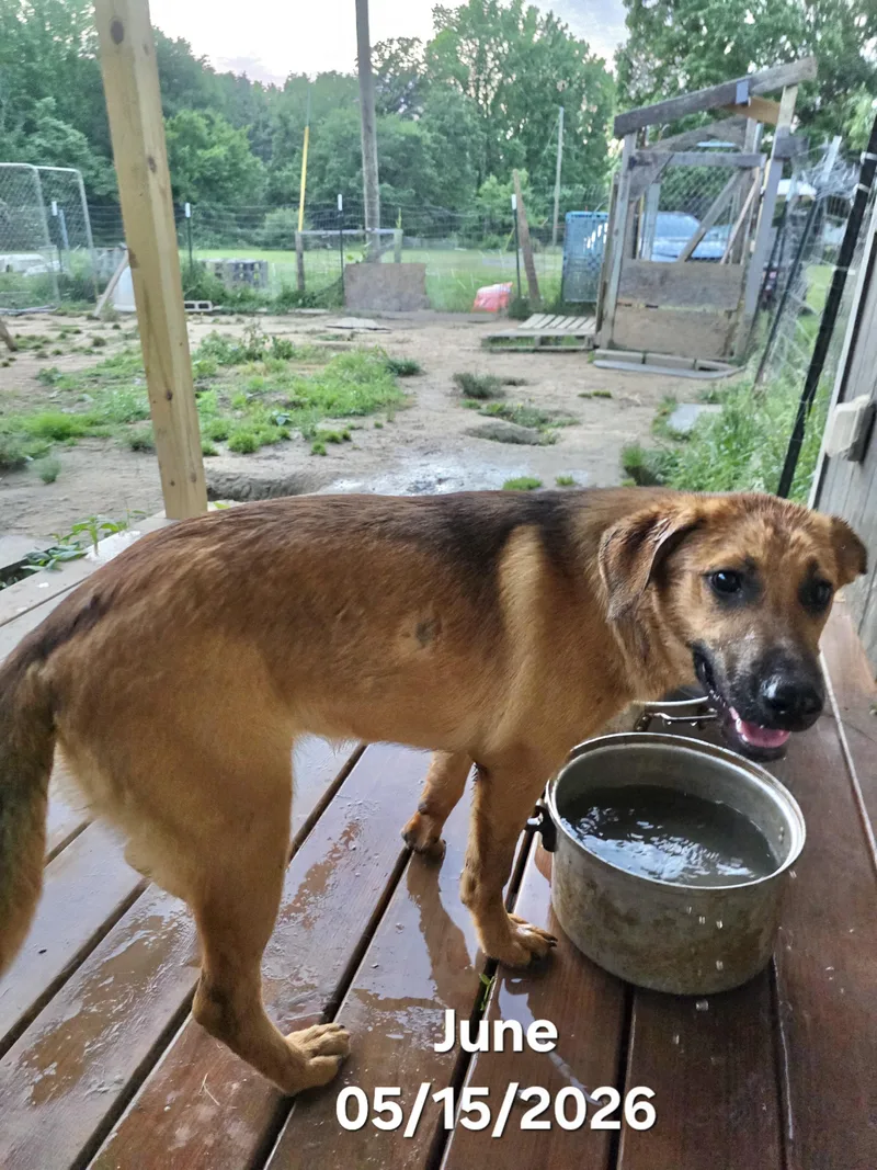 A young medium-sized female Black Mouth Cur dog named June for adoption in Manchester, CT