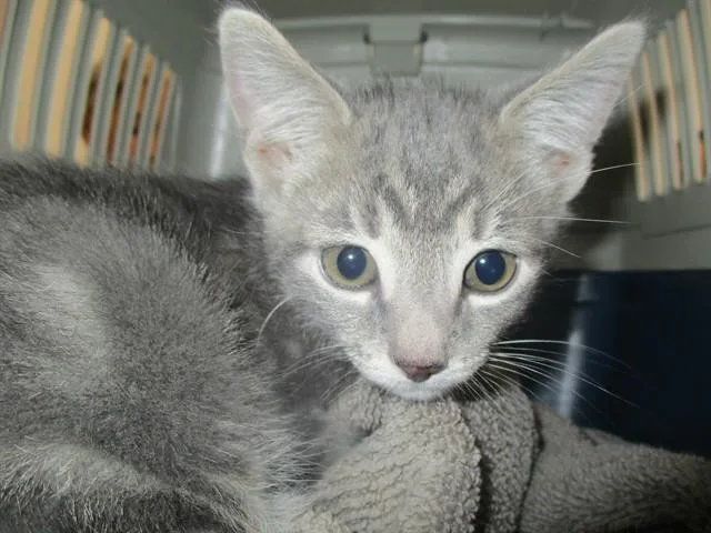 A baby small-sized male Domestic Short Hair cat named A for adoption in Ocala, FL
