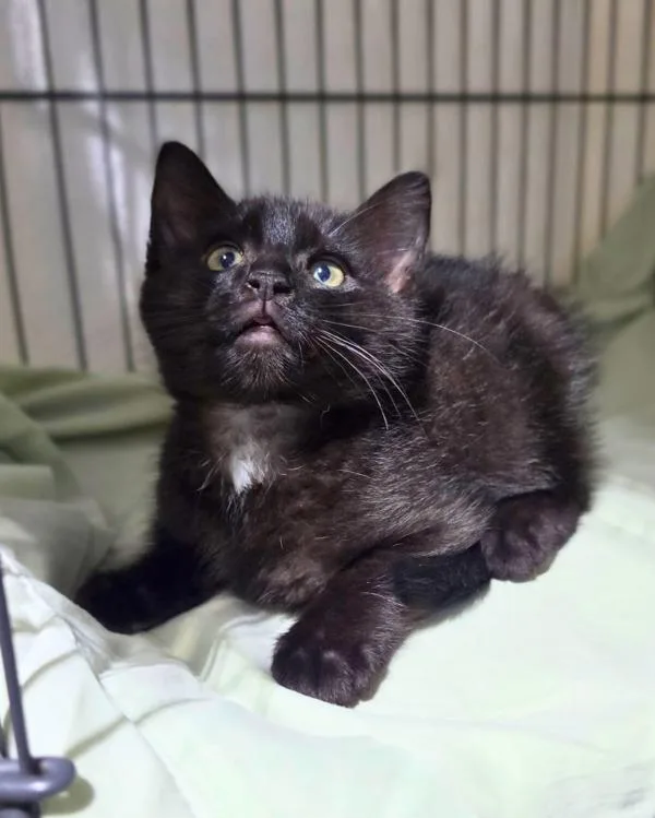 A baby small-sized male Domestic Short Hair cat named Toucan for adoption in Novato, CA