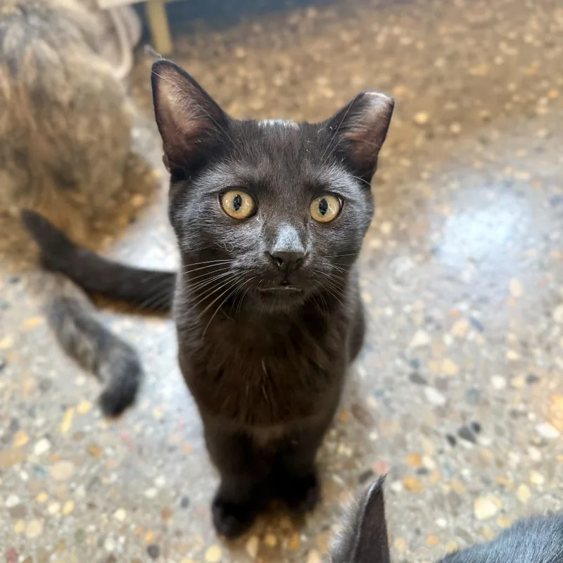 A baby medium-sized male Domestic Short Hair cat named Soy for adoption in Louisville, KY
