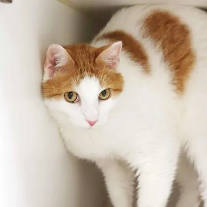 A senior small-sized male Orange / Red Domestic Short Hair cat named Charlie for adoption in Atlanta, GA