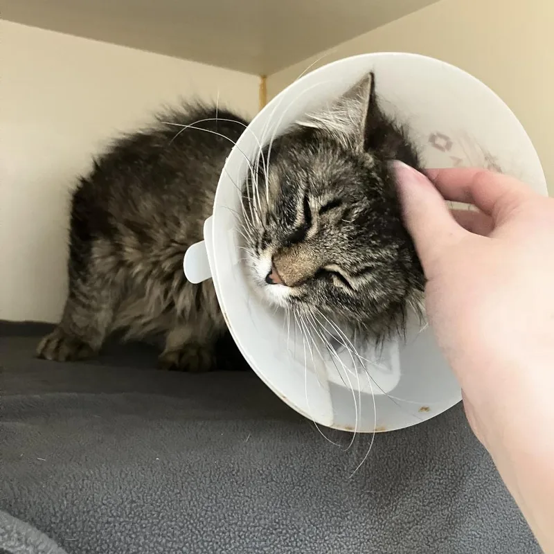 An adult medium-sized female Brown / Chocolate Domestic Long Hair cat named Cherry Blossom for adoption in Idaho Falls, ID