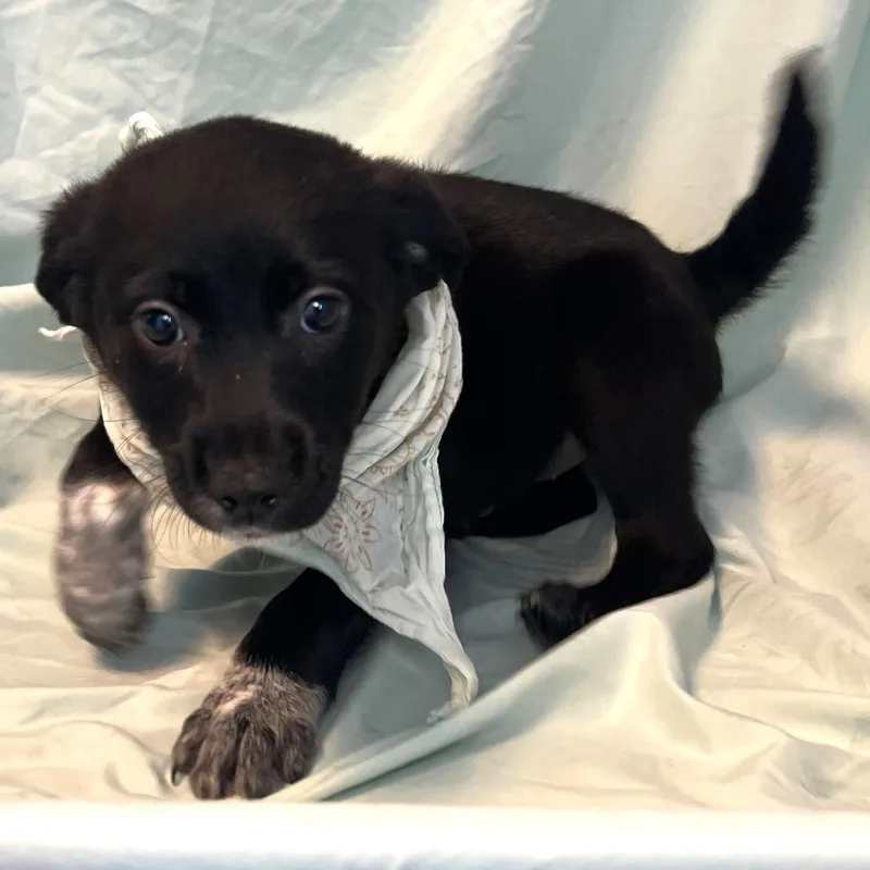 Swiss Roll thumbnail 2