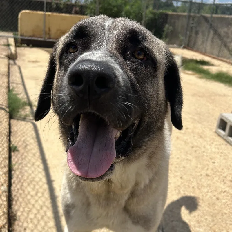 A young large-sized male Yellow / Tan / Blond / Fawn Anatolian Shepherd dog named Duke for adoption in West Point, MS