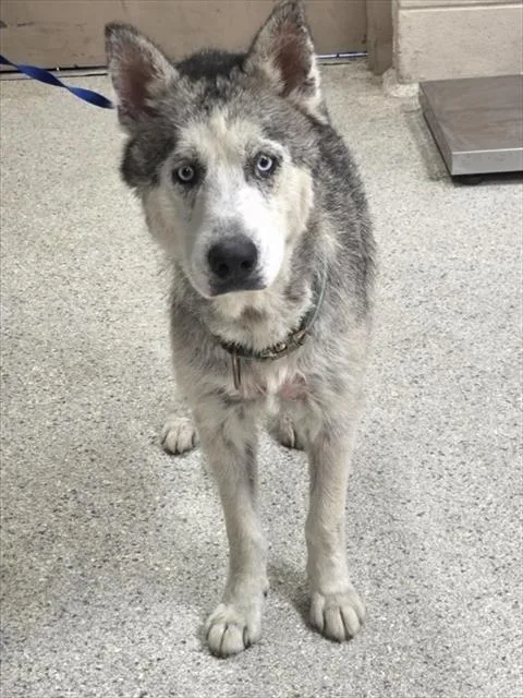 An adult large-sized male Siberian Husky dog named Balto for adoption in Conroe, TX