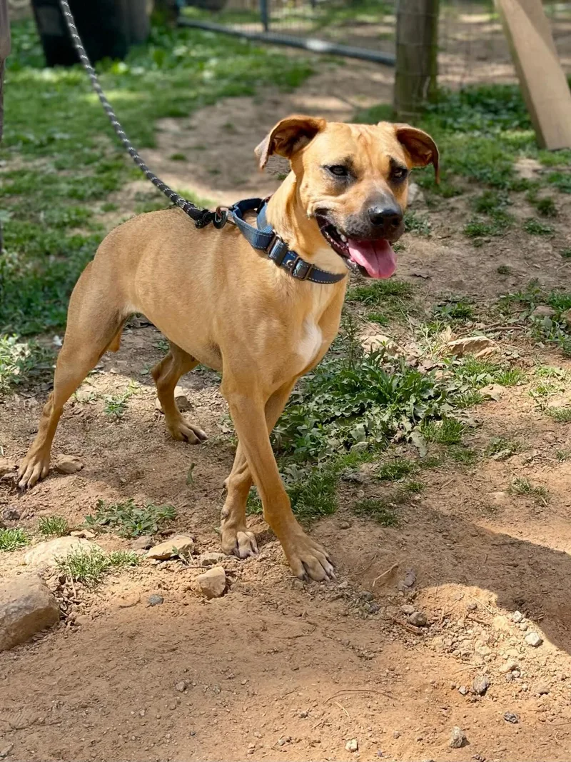 An adult medium-sized female Mixed Breed dog named Birdie for adoption in St. Albans, VT