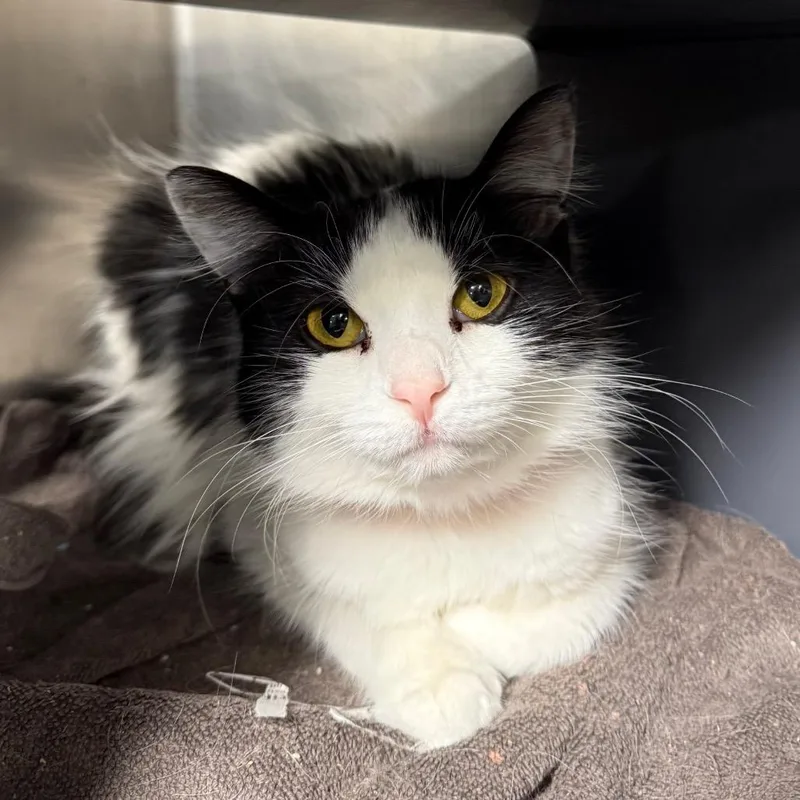 A young medium-sized female White Domestic Medium Hair cat named Moose for adoption in Chicago, IL