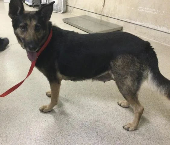 An adult large-sized female German Shepherd Dog dog named Ladybug for adoption in Riverside, CA