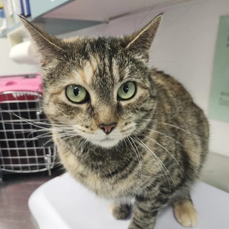 An adult large-sized female Brown / Chocolate Domestic Short Hair cat named Fauna for adoption in Clearwater, FL