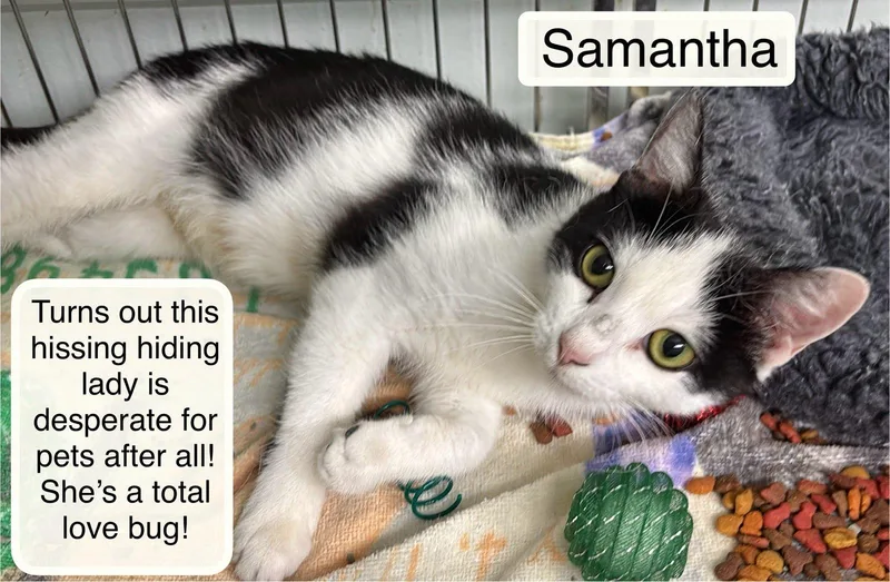 A young medium-sized female Black Domestic Short Hair cat named Samantha for adoption in Ellicott City, MD
