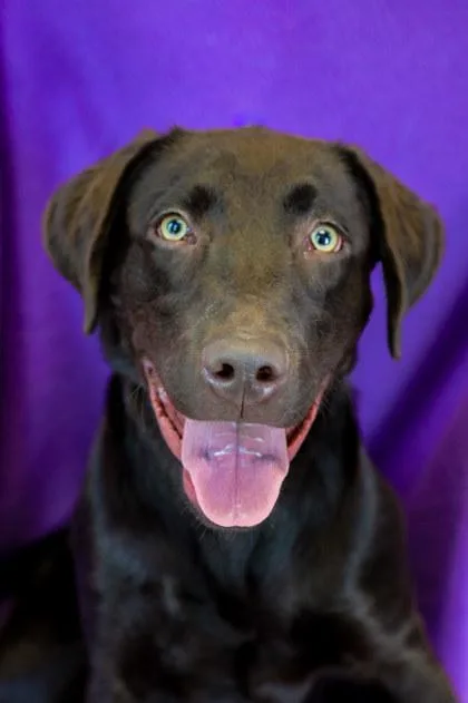 A young large-sized male Labrador Retriever dog named Hank for adoption in Dothan, AL