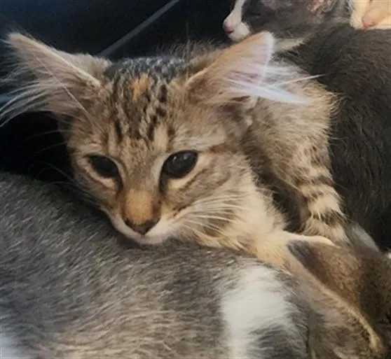 A baby small-sized female Domestic Short Hair cat named Ravioli for adoption in Los Angeles, CA