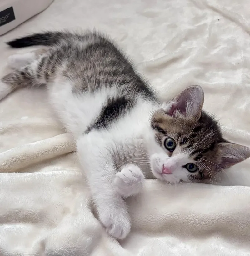 A baby medium-sized male Tabby (Brown / Chocolate) Tabby cat named Benny for adoption in Lake Orion, MI