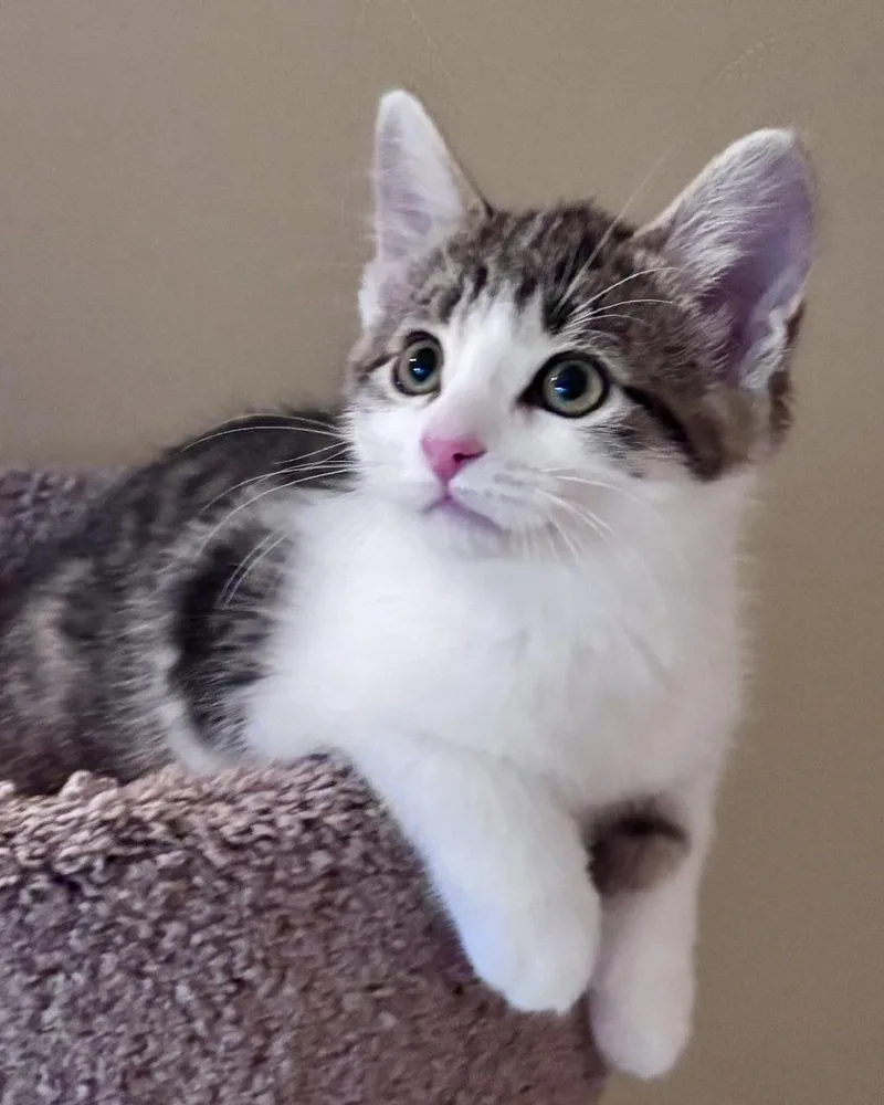 Benny thumbnail 2