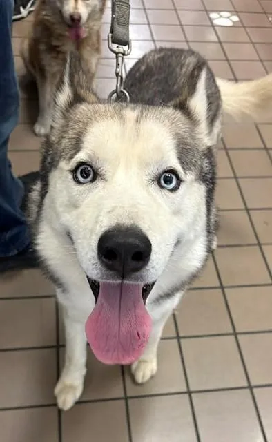 An adult large-sized male Husky dog named Buddy for adoption in Burbank, CA