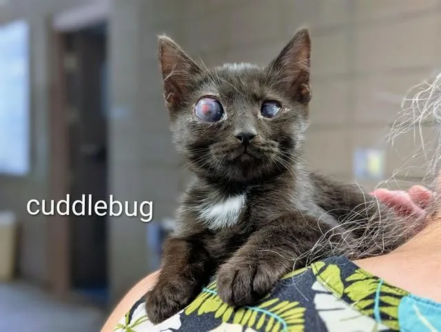 A baby small-sized male Domestic Short Hair cat named Cuddle Bug for adoption in Tucson, AZ