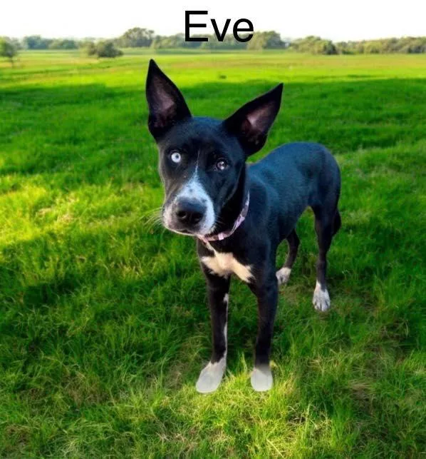 Eve