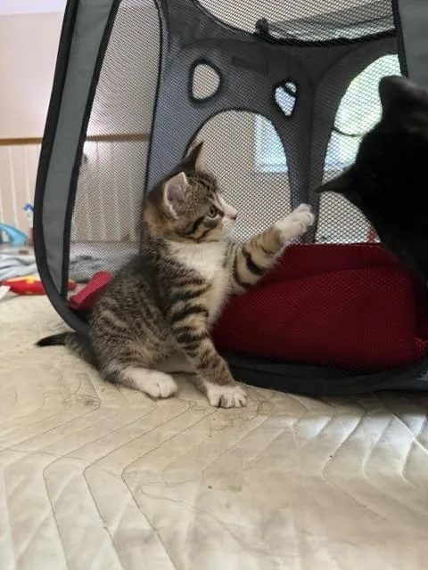 A baby small-sized male Tabby cat named Otis B for adoption in Cary, NC