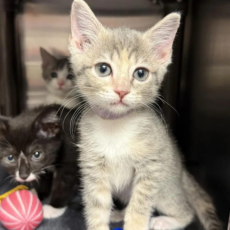 A baby small-sized female White Domestic Short Hair cat named Cheyenne for adoption in Falls Church, VA