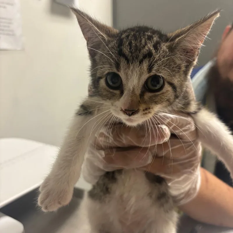 A baby small-sized female Gray / Blue / Silver Domestic Short Hair cat named Fern for adoption in Charleston, WV