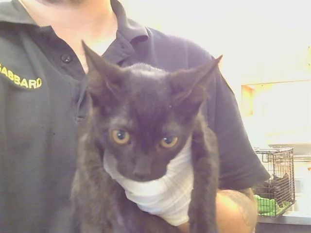 A baby small-sized female Domestic Short Hair cat named Fragrance for adoption in Sacramento, CA