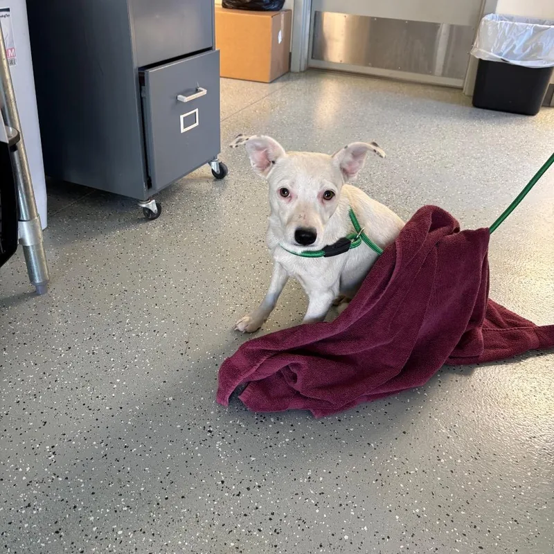 A young small-sized female White / Cream Rat Terrier dog named Yoko for adoption in Galax, VA