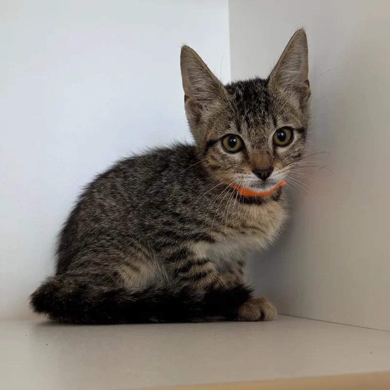 A baby small-sized female Brown / Chocolate Domestic Short Hair cat named Shenzi for adoption in League City, TX