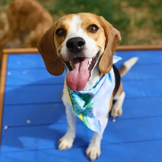 An adult small-sized female Beagle dog named Oli for adoption in San Antonio, TX
