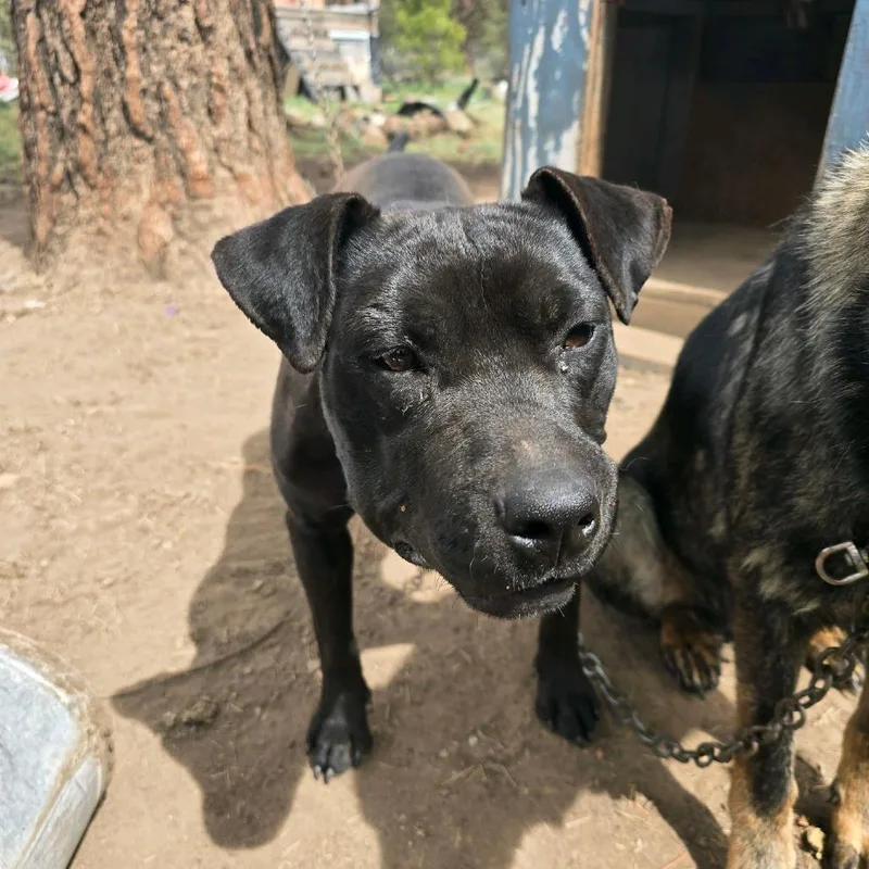 An adult medium-sized female Pit Bull Terrier dog named Rue for adoption in Klamath Falls, OR