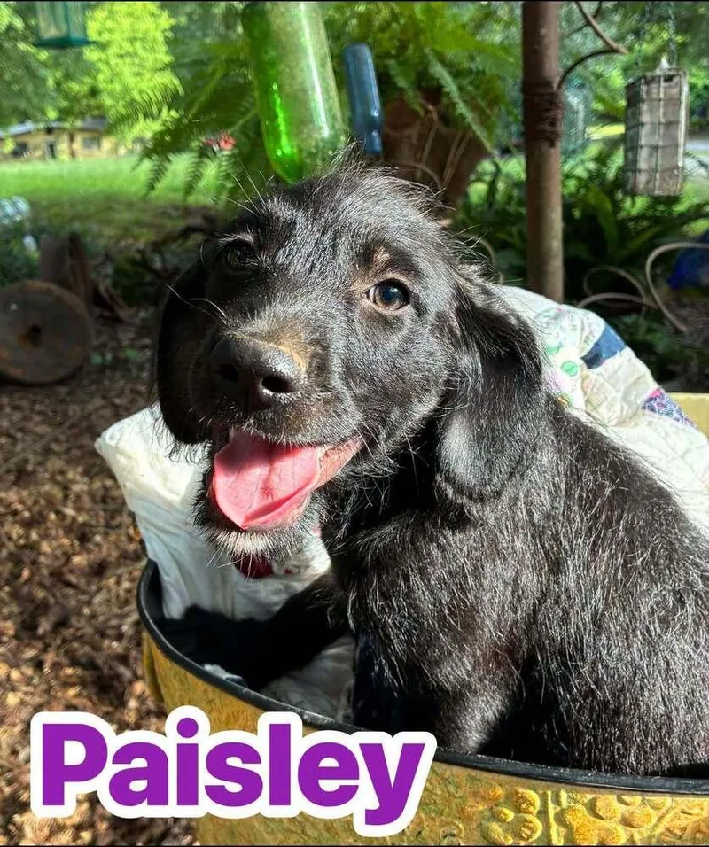 A baby medium-sized female Black Terrier dog named Paisley for adoption in Acworth, GA