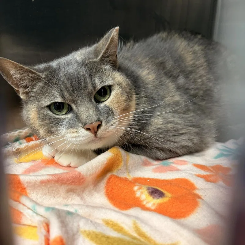 An adult large-sized female Gray / Blue / Silver Domestic Short Hair cat named Pearl for adoption in Franklin, NC