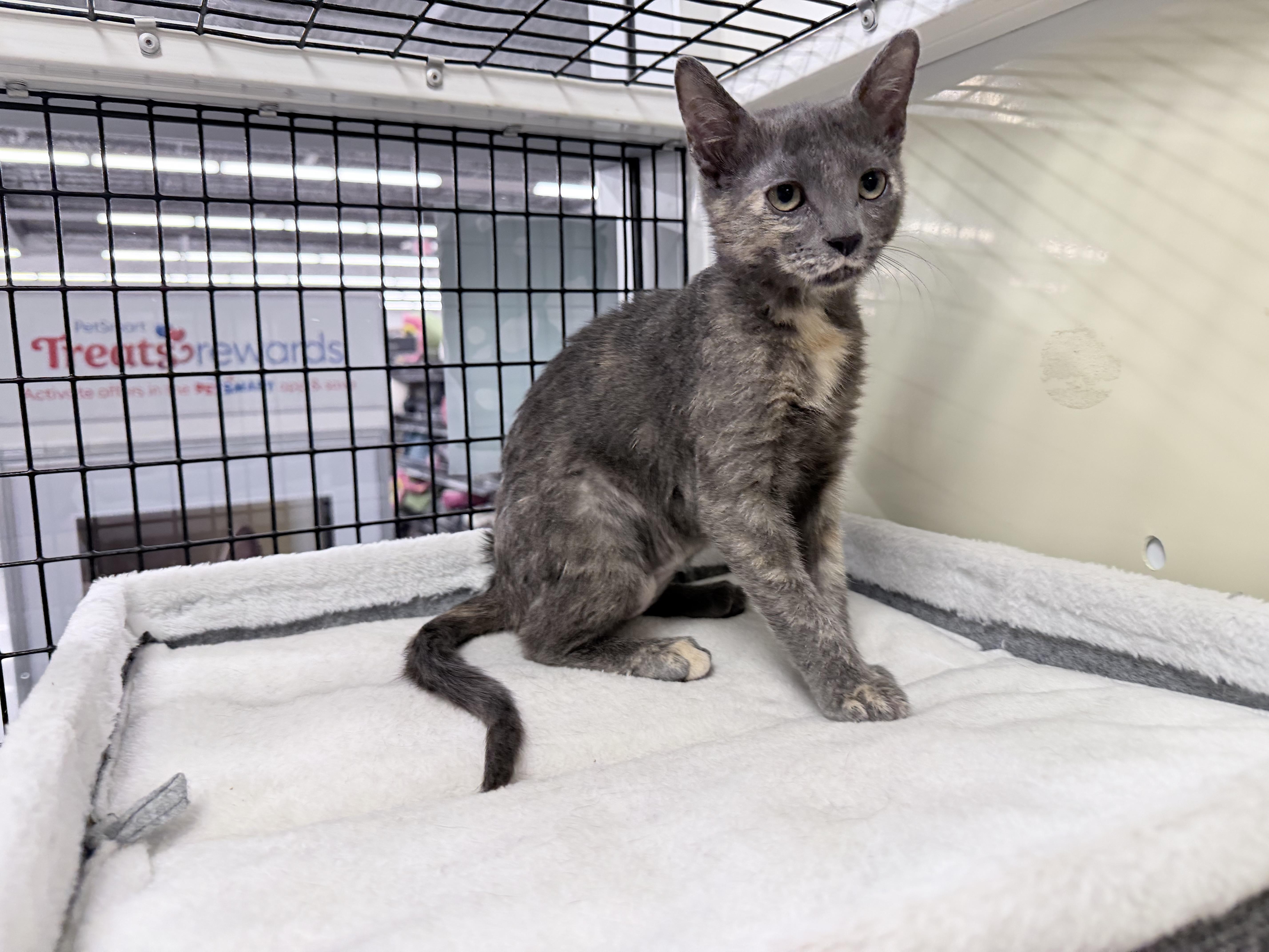 Crystal  Riley Fuzzel thumbnail 2