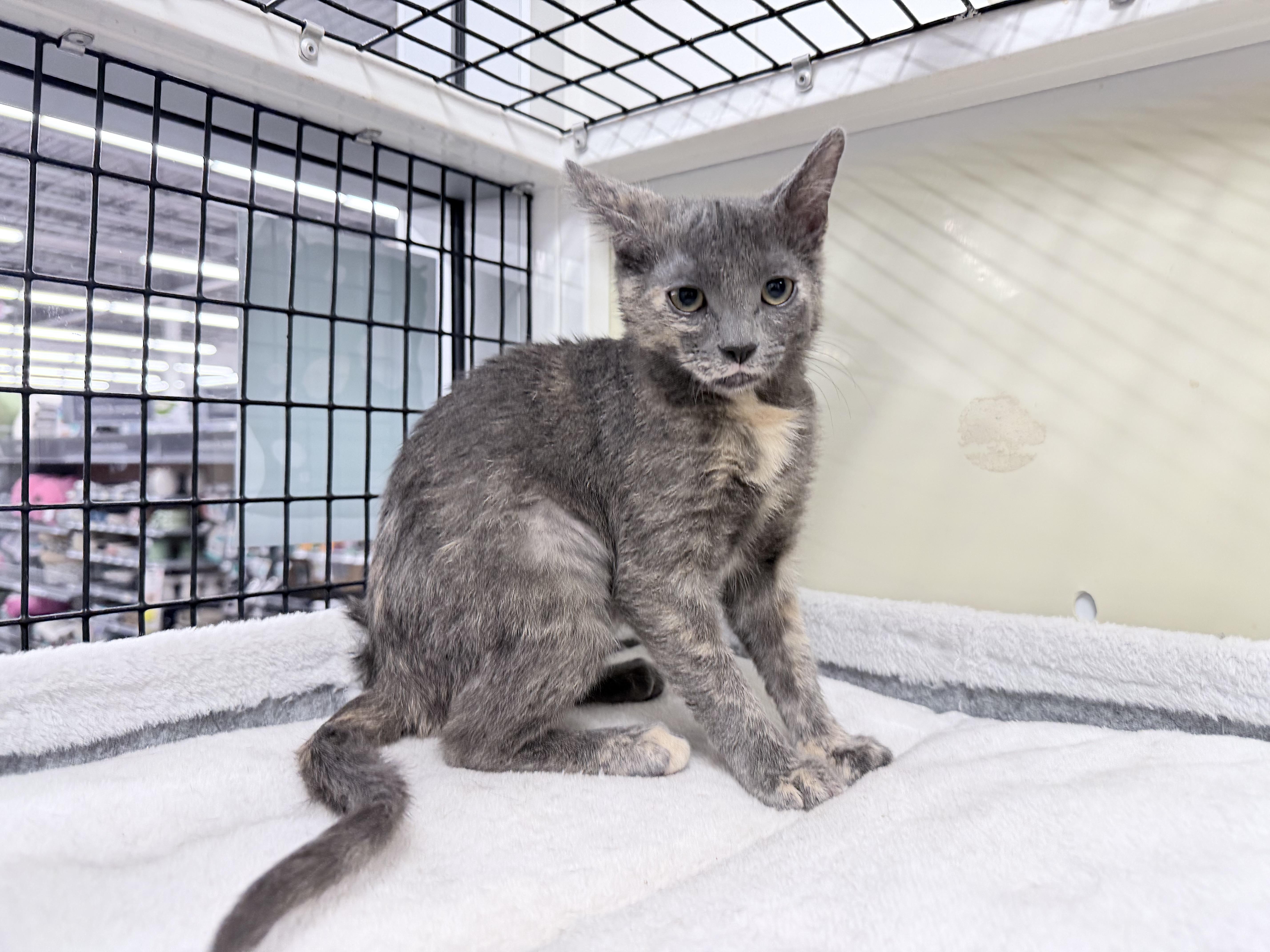 Crystal  Riley Fuzzel thumbnail 4